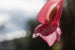 flor-begonia