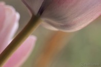 tulipan-01